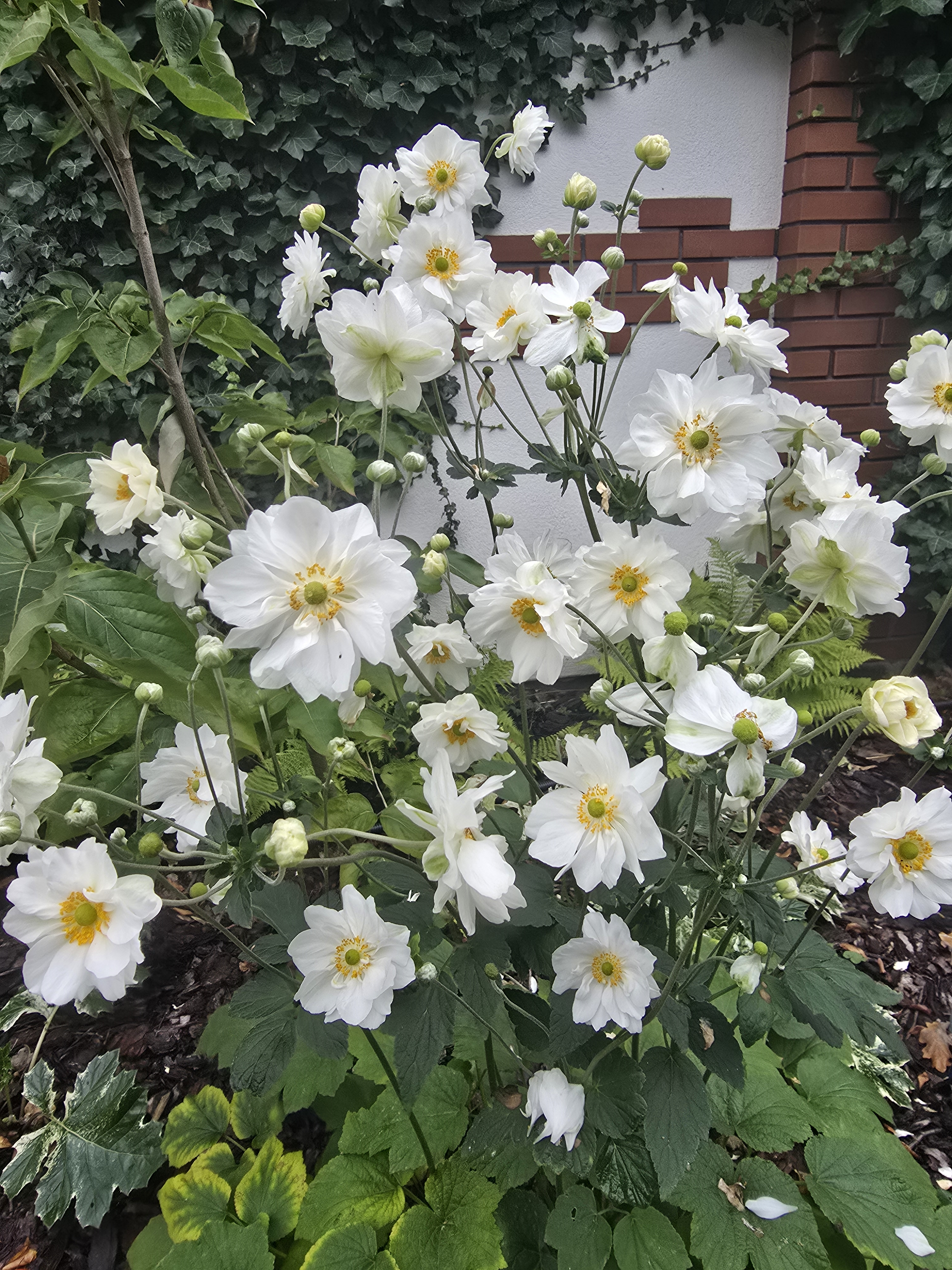 Jesienne kwiaty - zawilce - realizacja BETflor